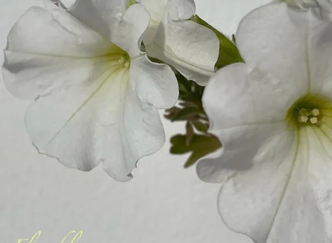 別荘 Grosse Sonnendurchflutete コスタ・カルマ