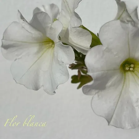 Vakantiehuis Grosse Sonnendurchflutete Costa Calma